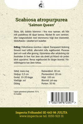 Praktvädd, Salmon Queen