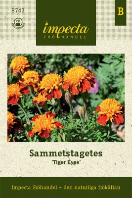 Tagetes, Sammets-, 'Tiger Eyes'