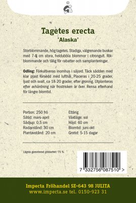 Tagetes, Stor, Alaska