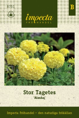 Tagetes, Stor, Alaska