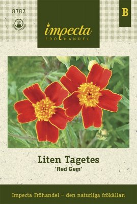 Tagetes, Liten, Red Gem