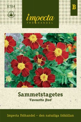 Tagetes, Sammets-, 'Favourite Red'