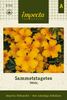 Tagetes, Sammets-, Silvia