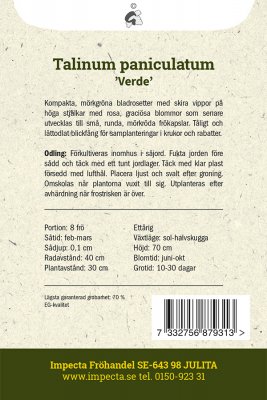 Bärnstensvippa 'Verde'