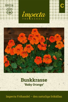 Krasse, Busk-, Baby Orange