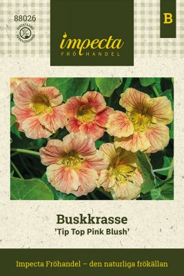 Krasse, Busk-,Tip Top Pink Blush