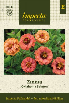 Zinnia Oklahoma Salmon