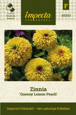Zinnia, Queeny Lemon Peach