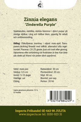 Zinnia Zinderella Purple
