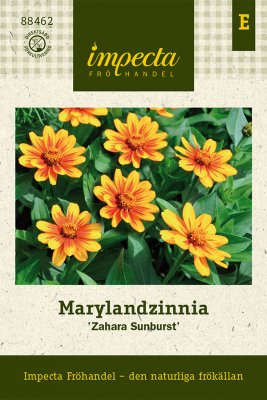 Zinnia, Maryland-, Zahara Sunburst