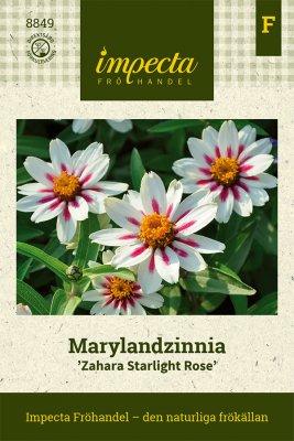 Zinnia, Maryland-, Zahara Starlight Rose