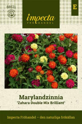 Zinnia, Maryland-, Zahara Double Mix Brilliant