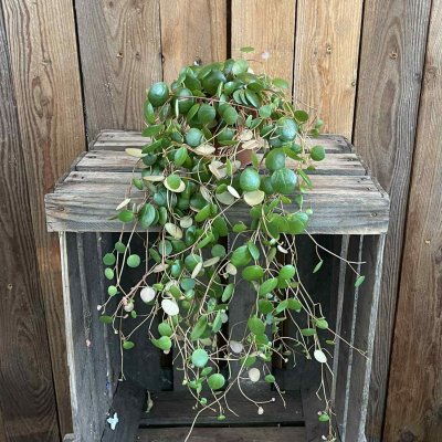 Peperomia hybr. Pepperspot