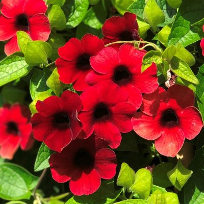 Thunbergia alata SunnySusy ® Cherry