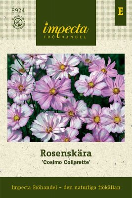 Rosenskära, Cosimo Collarette