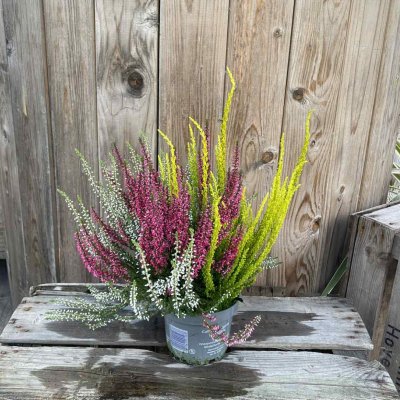 Calluna Garden Girls Trio