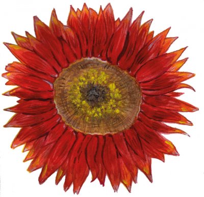 Solros, Velvet Queen