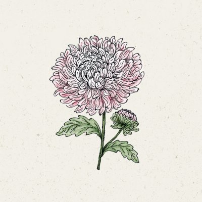 Aster, Sommar-, King Size Appleblossom