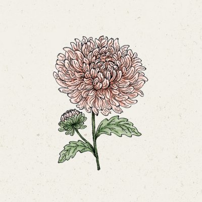 Aster, Sommar-, King Size Apricot