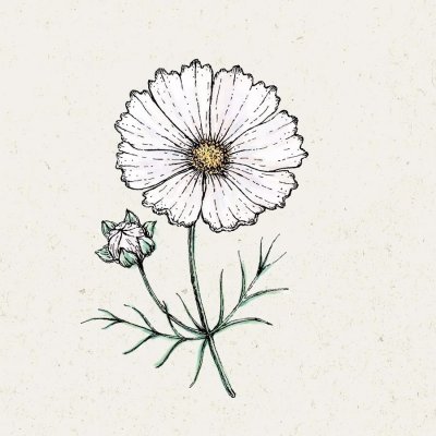 Rosenskära, Cosmix White