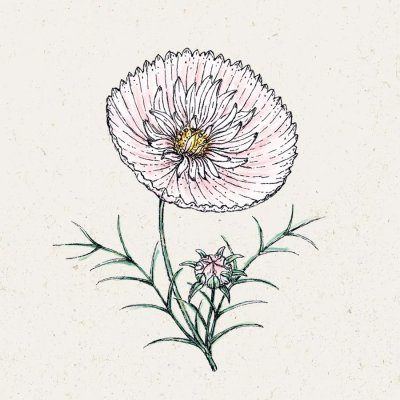 Rosenskära, Cupcake Blush