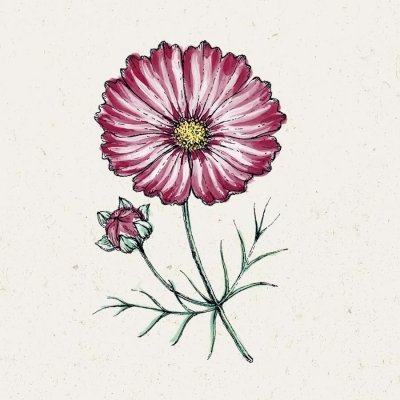 Rosenskära, Velouette