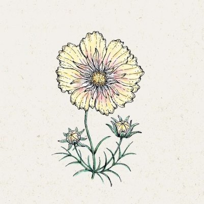 Rosenskära, Xanthos