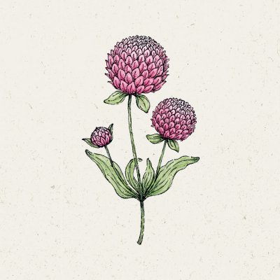 Klotamarant Rose
