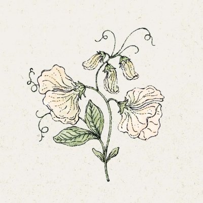Luktärt, Spring Sunshine Cream