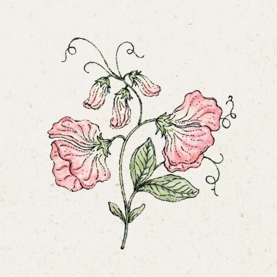 Luktärt, Spring Sunshine Peach