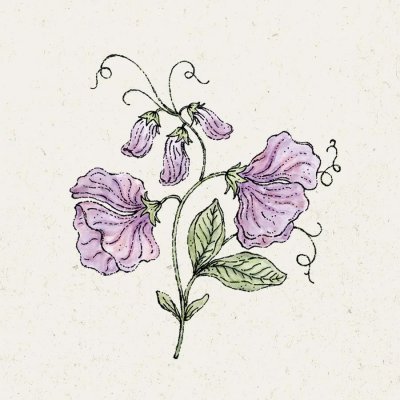 Luktärt Elegance Lavender