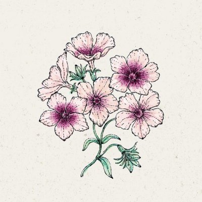 Flox, Sommar-, Cherry Caramel