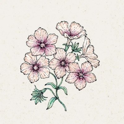 Flox, Sommar-, Crème Brûlée