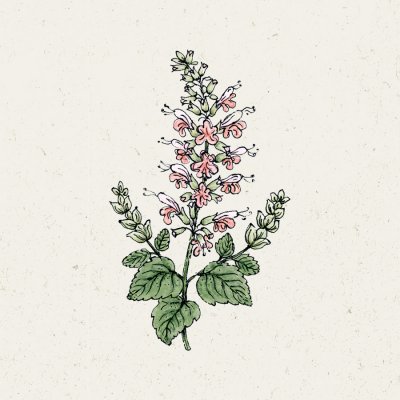 Salvia, Scharlakans-, Summer Jewel Pink