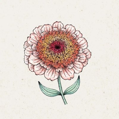 Zinnia, Zinderella Peach