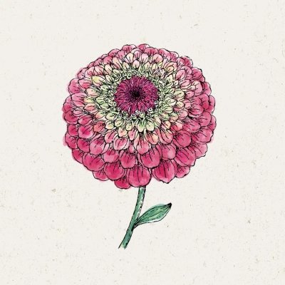 Zinnia, Queen Red Lime
