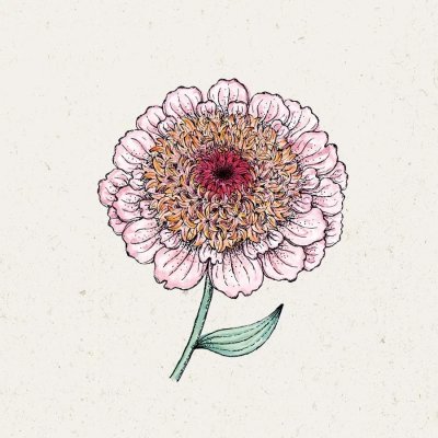 Zinnia, Zinderella Lilac
