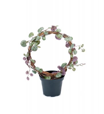 Ceropegia Båge 22cm