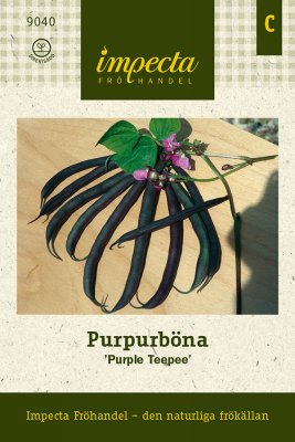 Böna, Purpur-, 'Purple Teepee'