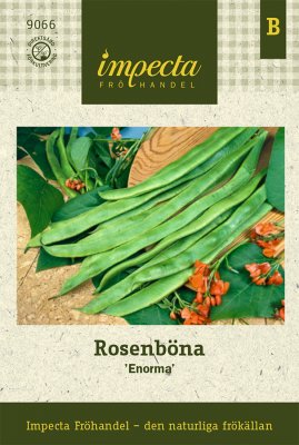Böna, Rosen-, 'Enorma'