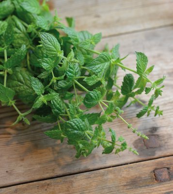 Mynta, Peppar- Multimentha