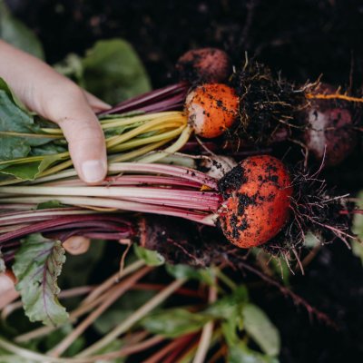 Rödbeta Hullahoop Mix