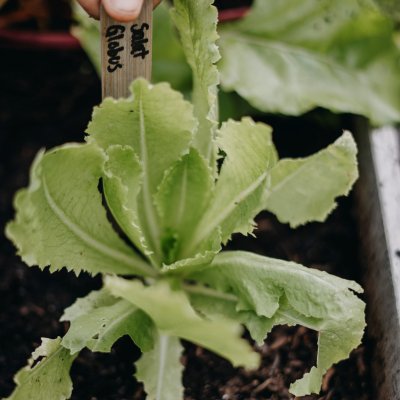 Sallat, Romersk-, Globus