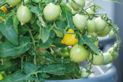 Kruktomat Funnyplums Creamy Yellow F1