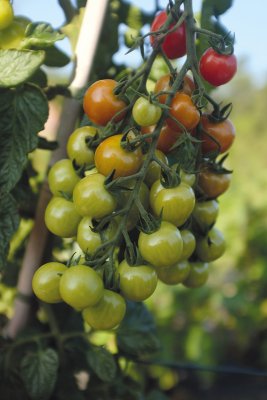 Tomat Rubylicious F1