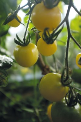 Tomat White Cherry