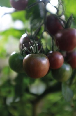 Körsbärstomat Black Cherry, Ekologisk