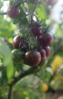 Körsbärstomat Black Cherry, Ekologisk