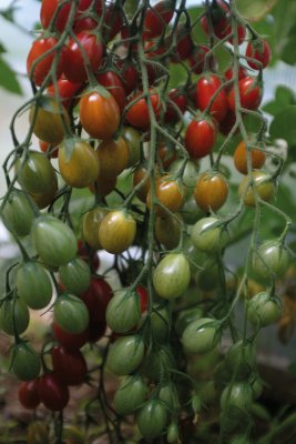 Körsbärstomat Petita, Ekologisk