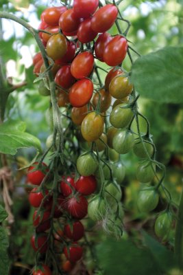 Körsbärstomat Petita, Ekologisk